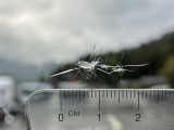 フロントガラスの運転席側正面に飛び石跡があります。