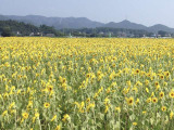 【夏季休業 令和8年8月11日〜18日まで】◎弊社は8月のお盆の間、夏季休業いたします。掲載車への問い合わせ/見積相談への返信をお待たせする事もあるかと思います。ご理解のほどよろしくお願い申し上げます。