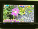 テレビ番組を画面で視聴でき、停車中の待ち時間にも映像を楽しめます。画面内に番組情報も表示され、見たい番組を確認しながら、車内でのひとときを過ごせる装備です。