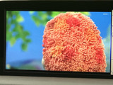 停車中にテレビ番組の映像を視聴でき、休憩時間などを車内で過ごす際にも活用できます。画面表示が大きく、映像を確認しやすい装備です。